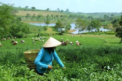 Tea Plantations and Villages